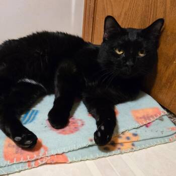 Domestic Short Hair Cats Available for Adoption in Grand Rapids, Minnesota - Finn | PetCurious