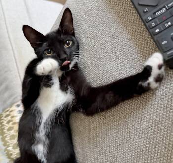 Axel (let me roll into your heart) -  Domestic Short Hair Cat Available for Adoption in Houston, Texas - Axel (let Me Roll Into Your Heart) | PetCurious