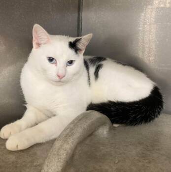 Rescue Domestic Short Hair Cats for Adoption in Blountville, Tennessee - Poe | PetCurious