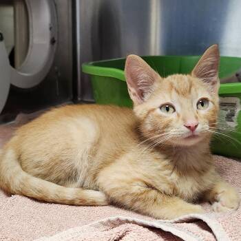 Zooble -  Domestic Short Hair Cat for Adoption in Walker, Michigan - Zooble | PetCurious