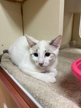 Rescue Domestic Short Hair Cats for Adoption in Blythe, California - A1884948 | PetCurious