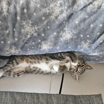 Serena Williams -  Domestic Short Hair Cat for Adoption in Portland, Oregon - Serena Williams | PetCurious
