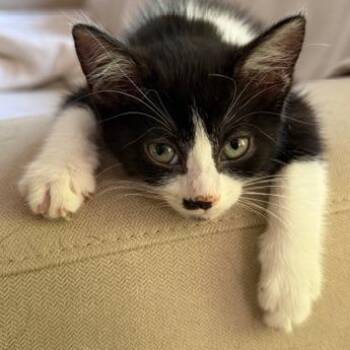 Domestic Short Hair Cats Available for Adoption in Cumming, Georgia - Beverly | PetCurious