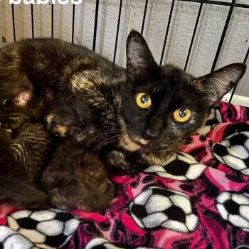 Rescue Domestic Short Hair Cats for Adoption in Austin, Texas - Midnight Owl | PetCurious