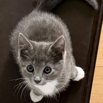 Domestic Short Hair Cats Available for Adoption in Bear, Delaware - Pansy | PetCurious