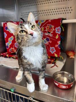 Bad Bill -  Domestic Medium Hair Cat for Adoption in Minot, North Dakota - Bad Bill | PetCurious