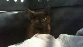 A1267987 -  Domestic Short Hair Cat for Adoption in Charlotte, North Carolina - A1267987 | PetCurious