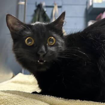 Domestic Medium Hair Cats Available for Adoption in Providence, Rhode Island - Funny Bone | PetCurious