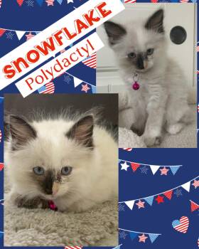 Snowflake -  Extra Toes Cat Hemingway Polydactyl Cat for Adoption in Pasco, Washington - Snowflake | PetCurious
