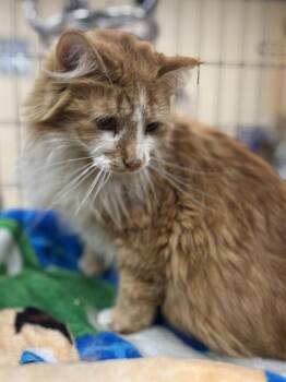 MONTGOMERY CORNWALLACE -  Domestic Long Hair Cat for Adoption in Aliquippa, Pennsylvania - MONTGOMERY CORNWALLACE | PetCurious
