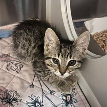 Domestic Short Hair Cats Available for Adoption in Nashville, Tennessee - Finley | PetCurious
