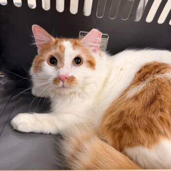 Domestic Short Hair Cats Available for Adoption - Chase | PetCurious