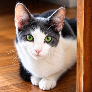 Palmetto -  Domestic Short Hair Cat for Adoption in Charlotte, North Carolina - Palmetto | PetCurious