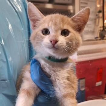 Confetti -  Domestic Short Hair Cat for Adoption in Flagstaff, Arizona - Confetti | PetCurious