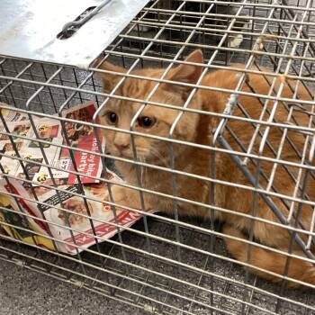 Domestic Medium Hair Cats Available for Adoption - Montgomery Kitty 97 | PetCurious