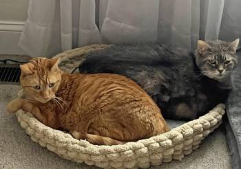 Parker (m) & Luna (f) - Bonded Pair -  Domestic Short Hair Cat for Adoption in Morgantown, West Virginia - Parker (m) & Luna (f) - Bonded Pair | PetCurious