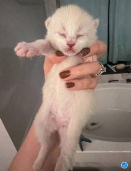 Siamese and Domestic Short Hair Cats Available for Adoption in Fort Worth, Texas - Jigglypuff | PetCurious