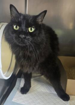 Rescue Domestic Long Hair and Domestic Short Hair Cats for Adoption in Roseville, California - Jasper | PetCurious