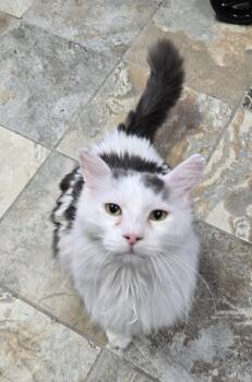 Rescue Domestic Medium Hair Cats for Adoption in St. George, Utah - PigPen | PetCurious