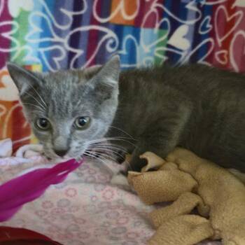Grits -  Domestic Short Hair Cat Available for Adoption - Grits | PetCurious