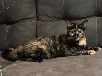 Winry -  Domestic Short Hair Cat Available for Adoption in Mission Viejo, California - Winry | PetCurious