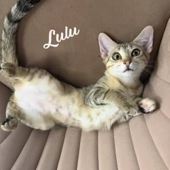 Lulu #sister-of-Nikki -  Torbie and Domestic Short Hair Cat for Adoption in Houston, Texas - Lulu #sister-of-Nikki | PetCurious