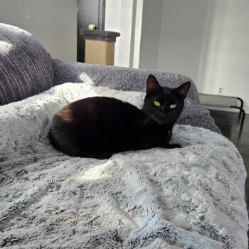 Pogo -  Domestic Short Hair Cat for Adoption in Greensburg, Pennsylvania - Pogo | PetCurious