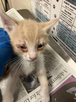 TOFU -  Domestic Short Hair Cat for Adoption in Long Beach, California - TOFU | PetCurious