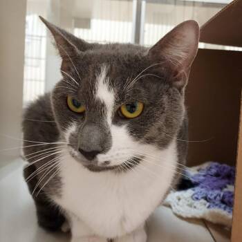 Pablo -  Domestic Short Hair Cat for Adoption in Ballston Spa, New York - Pablo | PetCurious