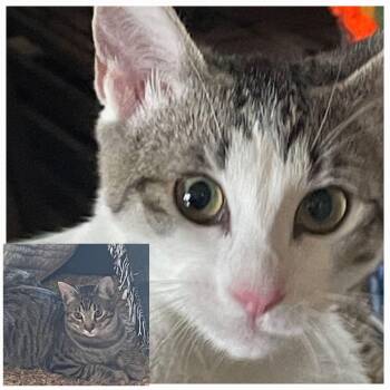 Domestic Short Hair and Tabby Cats Available for Adoption - Sammy & Nancy | PetCurious
