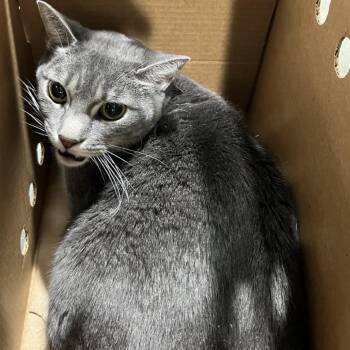 Titan -  Domestic Short Hair and Egyptian Mau Cat for Adoption in Tampa, Florida - Titan | PetCurious
