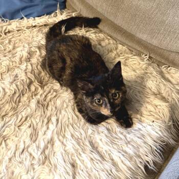 Domestic Short Hair Cats Available for Adoption in Fort Worth, Texas - Cappuccino | PetCurious