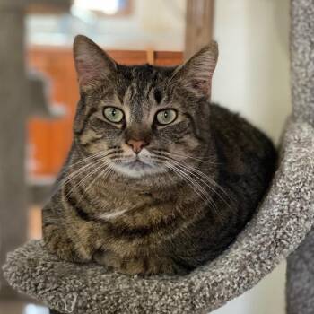 Junior -  Domestic Short Hair Cat for Adoption in Goshen, Indiana - Junior | PetCurious