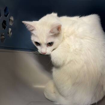 Rescue Domestic Short Hair Cats for Adoption in Lakewood, Colorado - Zora | PetCurious