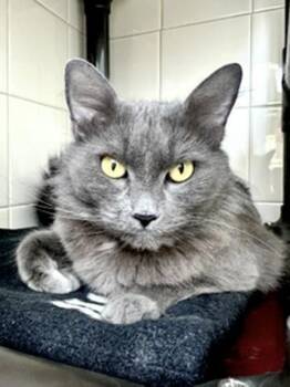 Domestic Medium Hair Cats Available for Adoption in Healdsburg, California - Milly | PetCurious