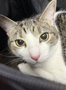 ANGEL -  Domestic Medium Hair Cat for Adoption in Jacksonville, Florida - ANGEL | PetCurious