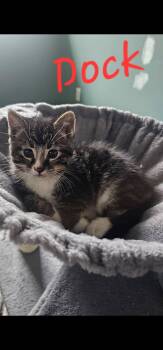 Domestic Medium Hair Cats Available for Adoption in Marine City, Michigan - Dock | PetCurious