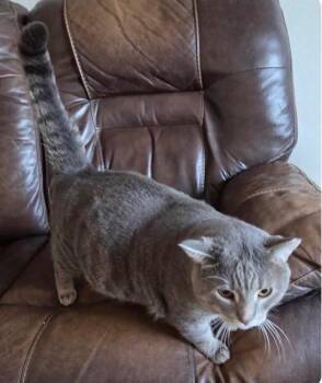 Buddy-Man -  Domestic Short Hair Cat for Adoption in Winnipeg, Manitoba - Buddy-Man | PetCurious