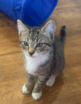 Sterling a Love Bug w/video -  Tabby Cat for Adoption in Eagle Point, Oregon - Sterling A Love Bug W/video | PetCurious