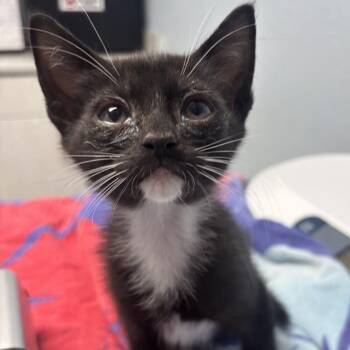 Cactus -  Domestic Short Hair Cat for Adoption in Riverside, California - Cactus | PetCurious