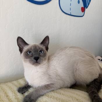 Foxy -  Siamese Cat for Adoption in Fresno, California - Foxy | PetCurious