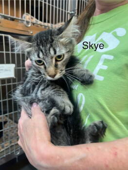 Rescue Tabby and Domestic Short Hair Cats for Adoption in St. George, Utah - Skye | PetCurious