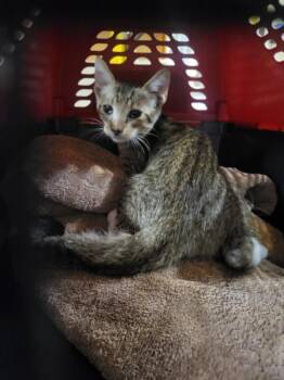 A143518 -  Domestic Short Hair Cat for Adoption in Burbank, California - A143518 | PetCurious