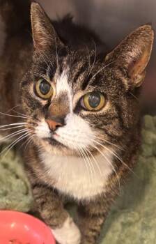 Domestic Short Hair Cats Available for Adoption in Elizabethton, Tennessee - CHLOE | PetCurious