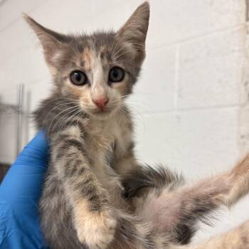Mallie -  Domestic Short Hair Cat for Adoption in Edinburg, Texas - Mallie | PetCurious