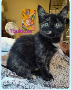 Toulouse -  Domestic Short Hair Cat for Adoption in Sainte-martine, Quebec - Toulouse | PetCurious