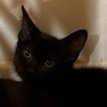 8B Luke Roswell -  Domestic Short Hair Cat for Adoption in Denver, Colorado - 8B Luke Roswell | PetCurious