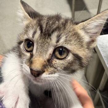 Bobby -  Domestic Short Hair Cat for Adoption in Tampa, Florida - Bobby | PetCurious