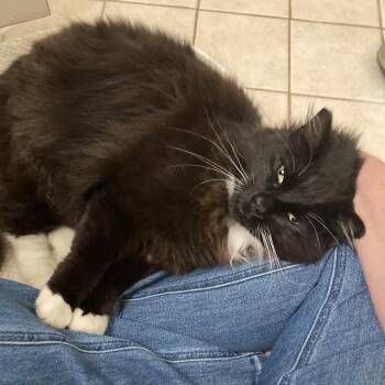 Domestic Long Hair Cats Available for Adoption in Piedmont, California - Cholula | PetCurious