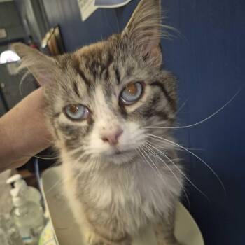 Domestic Long Hair Cats Available for Adoption in Summerlee, West Virginia - Tucks | PetCurious
